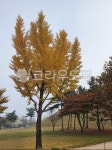 tree, 나무, plant, 식물, treetrunk, 사진,이미지,일러스트,캘리그라피 - 샘이깊은물작가 크라우드픽 - 저작권 걱정 없는 상업용 이미지
