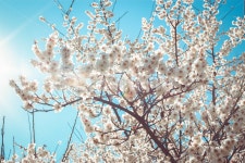 벚꽃, 매화, 봄, flower, 감성, 사진,이미지,일러스트,캘리그라피 - cjsdur작가 크라우드픽 - 저작권 걱정 없는 상업용 이미지