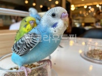 앵무새, 카페, cafe, psittacidae, 조류, 사진,이미지,일러스트,캘리그라피 - 빛과그림작가 크라우드픽 - 저작권 걱정 없는 상업용 이미지