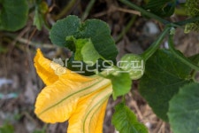 호박, 호박꽃, 호박열매, 호박넝쿨, 넝쿨, 사진,이미지,일러스트,캘리그라피 - Jelly Stock작가 크라우드픽 - 저작권 걱정 없는 상업용 이미지