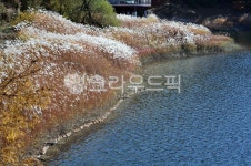 갈대, nature, 자연, 연못, water, 사진,이미지,일러스트,캘리그라피 - aboutmyLord작가 크라우드픽 - 저작권 걱정 없는 상업용 이미지