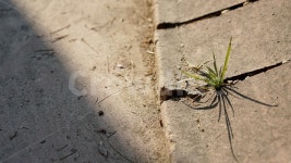 퇴근길, 산책로, 발견, 빛, 스미다 사진, 이미지 - Poco Jo작가 가장 한국적인 스톡 사진 - 크라우드픽