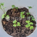 새싹, 싹, 식물, plant, 싹트라, 사진,이미지,일러스트,캘리그라피 - 모먼트111작가 크라우드픽 - 저작권 걱정 없는 상업용 이미지