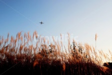 을숙도, 갈대, 을숙도생태공원, 노을, 식물, 사진,이미지,일러스트,캘리그라피 - 제마천주작가 크라우드픽 - 저작권 걱정 없는 상업용 이미지