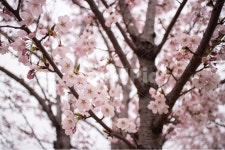 벚꽃, cherryblossoms, 봄, spring, 꽃, 사진,이미지,일러스트,캘리그라피 - 단비 Danbi작가 크라우드픽 - 저작권 걱정 없는 상업용 이미지