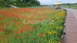 꽃, 봄, 여름, 화사한, 꽃밭, 사진,이미지,일러스트,캘리그라피 - suffocation작가 크라우드픽 - 저작권 걱정 없는 상업용 이미지