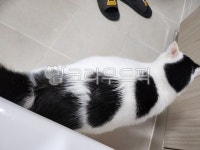 고양이, 얼룩고양이, 코리안숏헤어, 집고양이, 하얀, 사진,이미지,일러스트,캘리그라피 - pod0811작가 크라우드픽 - 저작권 걱정 없는 상업용... 