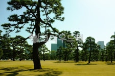 plant, 식물, tree, park, nature, 사진,이미지,일러스트,캘리그라피 - 복홍작가 크라우드픽 - 저작권 걱정 없는 상업용 이미지