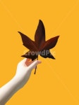 leaf, 잎, plant, 식물, 낙엽, 사진,이미지,일러스트,캘리그라피 - JELLY99작가 크라우드픽 - 저작권 걱정 없는 상업용 이미지