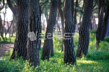 삼척, 원평해변, 원평해수욕장, 해수욕장송림, 소나무, 사진,이미지,일러스트,캘리그라피 - jnmisun작가 크라우드픽 - 저작권 걱정 없는 상업용... 