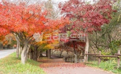 오솔길, 단풍길, 단풍, 단풍나무, 가로수, 사진,이미지,일러스트,캘리그라피 - 서은작가 크라우드픽 - 저작권 걱정 없는 상업용 이미지