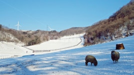 양떼, 목장, 강원도, 하늘목장, 흰눈, 사진,이미지,일러스트,캘리그라피 - Jeenong작가 크라우드픽 - 저작권 걱정 없는 상업용 이미지
