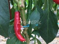 고추, 농사, 수확, 자연, 농장, 사진,이미지,일러스트,캘리그라피 - cake작가 크라우드픽 - 저작권 걱정 없는 상업용 이미지