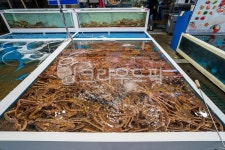 수조, 대게, 수산물, 수산시장, 바다, 사진,이미지,일러스트,캘리그라피 - 동고미작가 크라우드픽 - 저작권 걱정 없는 상업용 이미지