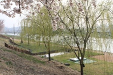 느티나무, 순천동천길, 동천느티나무, 동천길, 강변로, 사진,이미지,일러스트,캘리그라피 - kidosongbj작가 크라우드픽 - 저작권 걱정 없는... 