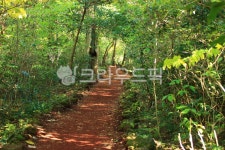 제주비자림, 비자림, 산책길, 숲길, 숲속, 사진,이미지,일러스트,캘리그라피 - ju999작가 크라우드픽 - 저작권 걱정 없는 상업용 이미지