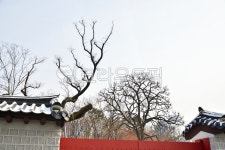 덕수궁, 돌담, 돌담길, 덕수궁돌담길, 정동길, 사진,이미지,일러스트,캘리그라피 - 백봉작가 크라우드픽 - 저작권 걱정 없는 상업용 이미지