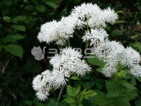 대덕산, 금대봉, 야생화, 들꽃, 두문동재, 사진,이미지,일러스트,캘리그라피 - 자연사랑작가 크라우드픽 - 저작권 걱정 없는 상업용 이미지