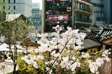 도시, 꽃, 중심지, 한옥, 빌딩, 사진,이미지,일러스트,캘리그라피 - tjgustn1987작가 크라우드픽 - 저작권 걱정 없는 상업용 이미지