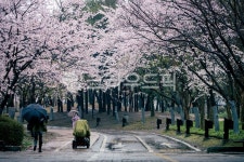 봄, 비, 벚꽃, blossom, cherryblossom, 사진,이미지,일러스트,캘리그라피 - 수리산호랑이작가 크라우드픽 - 저작권 걱정 없는 상업용 이미지