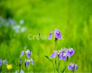 길, 풍경, 마중공원, solner, 녹음, 사진,이미지,일러스트,캘리그라피 - Solner작가 크라우드픽 - 저작권 걱정 없는 상업용 이미지