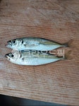 animal, 물고기, fish, 해양생물, 아지전갱이, 사진,이미지,일러스트,캘리그라피 - stompast작가 크라우드픽 - 저작권 걱정 없는 상업용 이미지