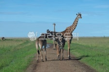 기린, giraffe, 야생동물, 사파리, 아프리카, 사진,이미지,일러스트,캘리그라피 - 불꽃작가 크라우드픽 - 저작권 걱정 없는 상업용 이미지