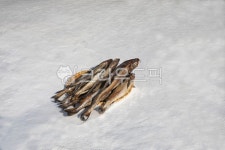 황태, 명태, 동태, 생선, 건어물, 사진,이미지,일러스트,캘리그라피 - carywoman작가 크라우드픽 - 저작권 걱정 없는 상업용 이미지
