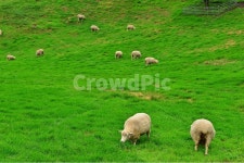 field, 들, grassland, outdoors, 옥외, 사진,이미지,일러스트,캘리그라피 - 영산공작가 크라우드픽 - 저작권 걱정 없는 상업용 이미지