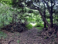 곶자왈, 농로, 솔숲, 제주, 올레19코스, 사진,이미지,일러스트,캘리그라피 - Deep bLUE작가 크라우드픽 - 저작권 걱정 없는 상업용 이미지