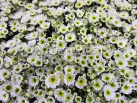 꽃, 소국, 플라워, flower, 국화, 사진,이미지,일러스트,캘리그라피 - jjk616작가 크라우드픽 - 저작권 걱정 없는 상업용 이미지