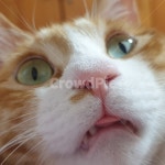 고양이, 냐옹이, 코리안숏헤어, 동물, cat, 사진,이미지,일러스트,캘리그라피 - 콩콩지콩작가 크라우드픽 - 저작권 걱정 없는 상업용 이미지