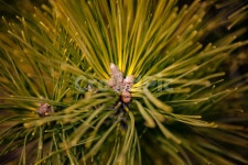 소나무, 솔잎, 송진, nature, plants, 사진,이미지,일러스트,캘리그라피 - Limsungjae작가 크라우드픽 - 저작권 걱정 없는 상업용 이미지