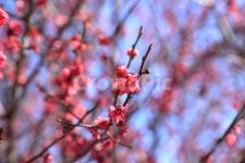 광양, 광양벚꽃축제, 매화, 매화나무, 홍매화, 사진,이미지,일러스트,캘리그라피 - Ndsworld1작가 크라우드픽 - 저작권 걱정 없는 상업용 이미지