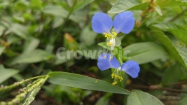 닭의장풀, 닭의밑씻개, 꽃, flower, dayflower, 사진,이미지,일러스트,캘리그라피 - 별빛문화상점작가 크라우드픽 - 저작권 걱정 없는 상업용... 