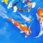 물고기, fish, 잉어, 비단잉어, 수족관, 사진,이미지,일러스트,캘리그라피 - Brady작가 크라우드픽 - 저작권 걱정 없는 상업용 이미지