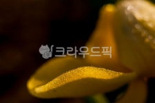 튤립, 빛, 아침, 접사, 구성, 사진,이미지,일러스트,캘리그라피 - 윤슬아작가 크라우드픽 - 저작권 걱정 없는 상업용 이미지