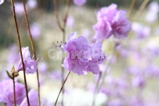 springflowers, 봄꽃, 진달래, 철쭉, azalea, 사진,이미지,일러스트,캘리그라피 - stacy작가 크라우드픽 - 저작권 걱정 없는 상업용 이미지