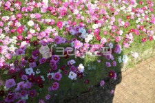 커플, 그림자, 꽃길, 코스모스, 분홍꽃, 사진,이미지,일러스트,캘리그라피 - Npoasha작가 크라우드픽 - 저작권 걱정 없는 상업용 이미지