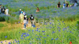 꽃밭, 들판, 평야, 들, 들꽃, 사진,이미지,일러스트,캘리그라피 - BUSAN OPPA작가 크라우드픽 - 저작권 걱정 없는 상업용 이미지