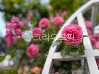 식물, 장미, rose, flower, 꽃, 사진,이미지,일러스트,캘리그라피 - jaja78작가 크라우드픽 - 저작권 걱정 없는 상업용 이미지