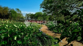 벽골제, 김제벽골제, 파란하늘, 연못, 산책로, 사진,이미지,일러스트,캘리그라피 - Gabruel작가 크라우드픽 - 저작권 걱정 없는 상업용 이미지