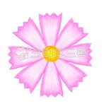 flower, 꽃, petal, 꽃잎, 코스모스, 사진,이미지,일러스트,캘리그라피 - tjsdk286작가 크라우드픽 - 저작권 걱정 없는 상업용 이미지