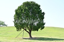 올림픽공원, 나홀로나무, 나무, 식물, tree, 사진,이미지,일러스트,캘리그라피 - Moderato작가 크라우드픽 - 저작권 걱정 없는 상업용 이미지