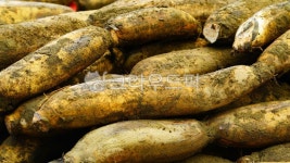 연근, 연뿌리, lotus, lotusroot, plant, 사진,이미지,일러스트,캘리그라피 - BUSAN OPPA작가 크라우드픽 - 저작권 걱정 없는 상업용 이미지