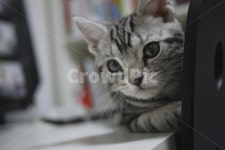 고양이, 아메숏, 아메리칸숏헤어, 단모고양이, 아깽이, 사진,이미지,일러스트,캘리그라피 - 유달리작가 크라우드픽 - 저작권 걱정 없는 상업용 이미지
