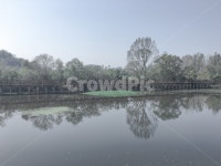 주남저수지, 반영, 거울, 데칼코마니, 나무, 사진,이미지,일러스트,캘리그라피 - shinpangeon작가 크라우드픽 - 저작권 걱정 없는 상업용 이미지