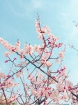 벚꽃, 봄, 꽃, 계절, spring, 사진,이미지,일러스트,캘리그라피 - Dami99작가 크라우드픽 - 저작권 걱정 없는 상업용 이미지