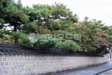 담장, 기와, 담, 소나무, 도로, 사진,이미지,일러스트,캘리그라피 - hanuriblue작가 크라우드픽 - 저작권 걱정 없는 상업용 이미지