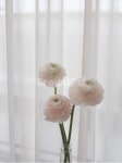 꽃, 라넌큘려스, 하노이꽃, 연분홍, 플라워, 사진,이미지,일러스트,캘리그라피 - Ntheplanterior작가 크라우드픽 - 저작권 걱정 없는 상업용... 